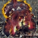 cuttlefish_flamboyant_kbrja1_h_0238_sul5087.jpg